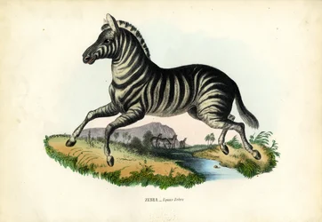 Zèbre, 1863-79